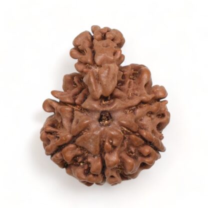 1-Mukhi-Sawar-Rudraksha-Nepal-1