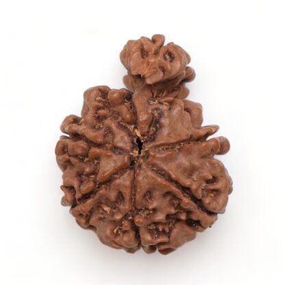 1-Mukhi-Sawar-Rudraksha-Nepal-1-Back