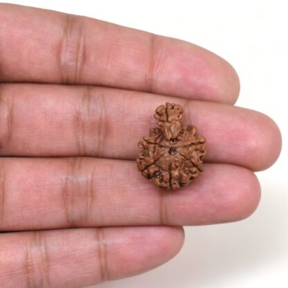 1-Mukhi-Sawar-Rudraksha-Nepal-1-Hand