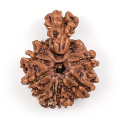 1-Mukhi-Sawar-Rudraksha-Nepal-10