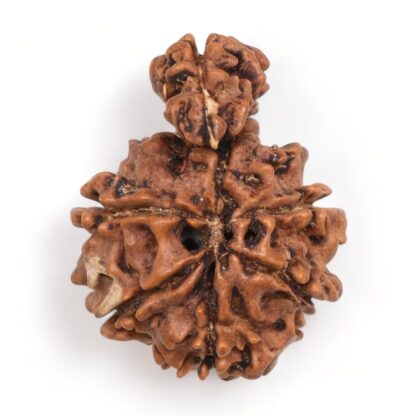 1-Mukhi-Sawar-Rudraksha-Nepal-10-Back