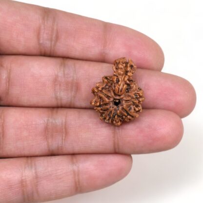 1-Mukhi-Sawar-Rudraksha-Nepal-10-Hand