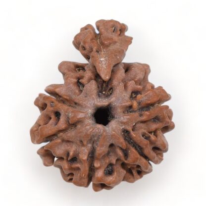 1-Mukhi-Sawar-Rudraksha-Nepal-11