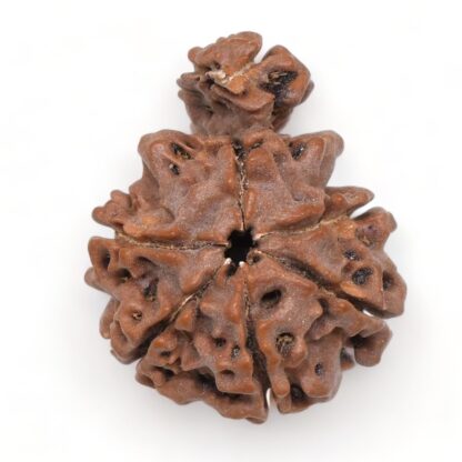 1-Mukhi-Sawar-Rudraksha-Nepal-11-Back