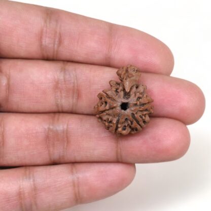 1-Mukhi-Sawar-Rudraksha-Nepal-11-Hand