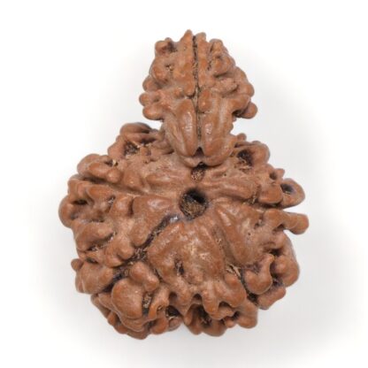 1-Mukhi-Sawar-Rudraksha-Nepal-12