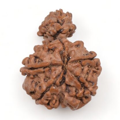 1-Mukhi-Sawar-Rudraksha-Nepal-12-Back