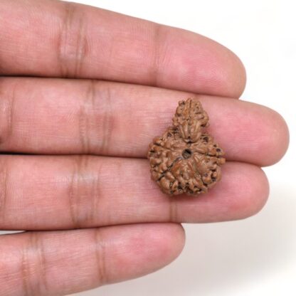 1-Mukhi-Sawar-Rudraksha-Nepal-12-Hand