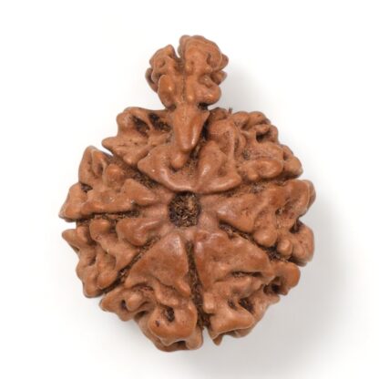 1-Mukhi-Sawar-Rudraksha-Nepal-13