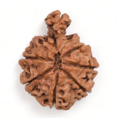 1-Mukhi-Sawar-Rudraksha-Nepal-13-Back