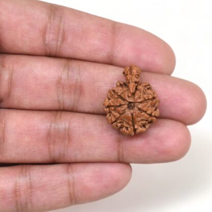 1-Mukhi-Sawar-Rudraksha-Nepal-13-Hand