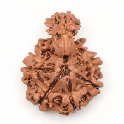 1-Mukhi-Sawar-Rudraksha-Nepal-14