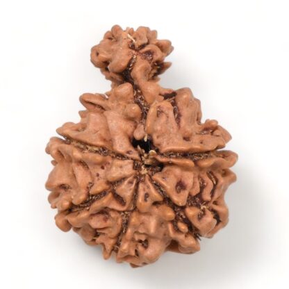 1-Mukhi-Sawar-Rudraksha-Nepal-14-Back