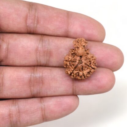 1-Mukhi-Sawar-Rudraksha-Nepal-14-Hand