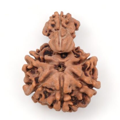 1-Mukhi-Sawar-Rudraksha-Nepal-15