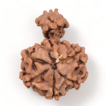 1-Mukhi-Sawar-Rudraksha-Nepal-15-Back