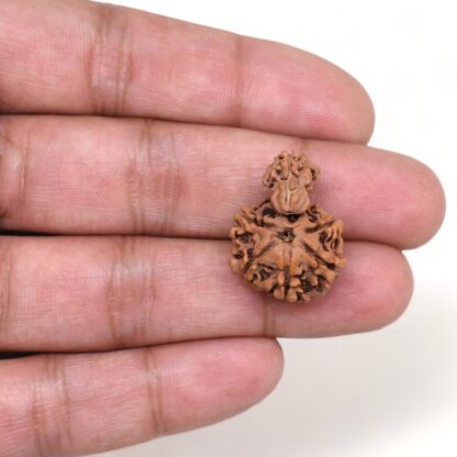 1-Mukhi-Sawar-Rudraksha-Nepal-15-Hand