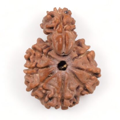 1-Mukhi-Sawar-Rudraksha-Nepal-16