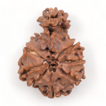 1-Mukhi-Sawar-Rudraksha-Nepal-16-Back