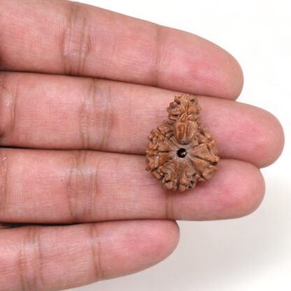 1-Mukhi-Sawar-Rudraksha-Nepal-16-Hand