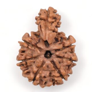 1-Mukhi-Sawar-Rudraksha-Nepal-17