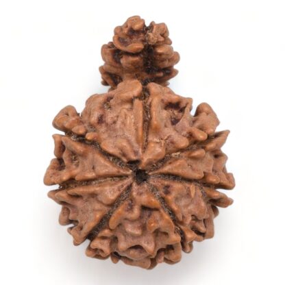 1-Mukhi-Sawar-Rudraksha-Nepal-17-Back