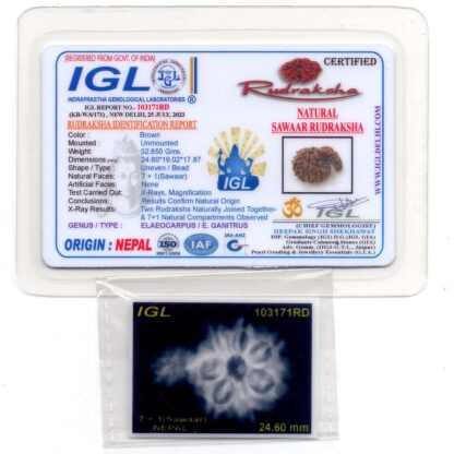1-Mukhi-Sawar-Rudraksha-Nepal-17-Certificate
