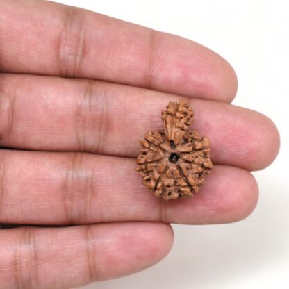 1-Mukhi-Sawar-Rudraksha-Nepal-17-Hand