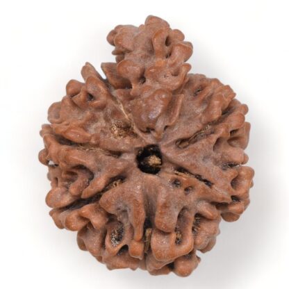 1-Mukhi-Sawar-Rudraksha-Nepal-18