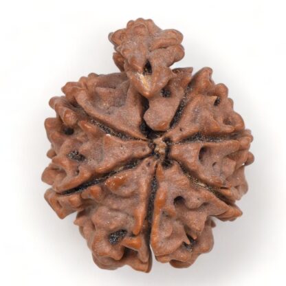 1-Mukhi-Sawar-Rudraksha-Nepal-18-Back