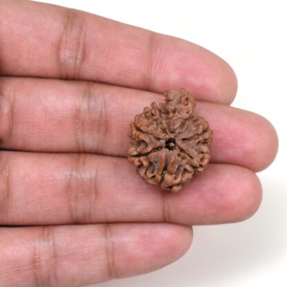 1-Mukhi-Sawar-Rudraksha-Nepal-18-Hand