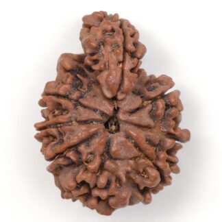 1-Mukhi-Sawar-Rudraksha-Nepal-19