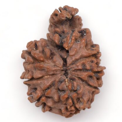 1-Mukhi-Sawar-Rudraksha-Nepal-19-Back