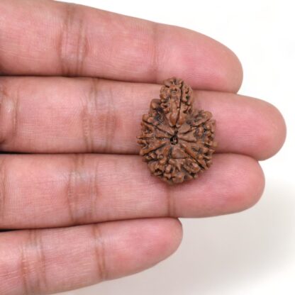 1-Mukhi-Sawar-Rudraksha-Nepal-19-Hand