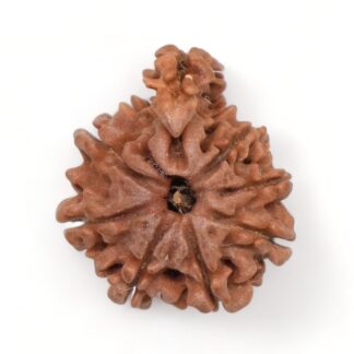 1-Mukhi-Sawar-Rudraksha-Nepal-2