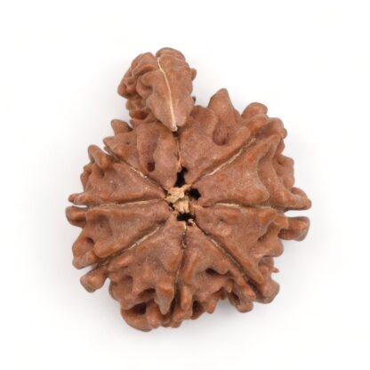 1-Mukhi-Sawar-Rudraksha-Nepal-2-Back