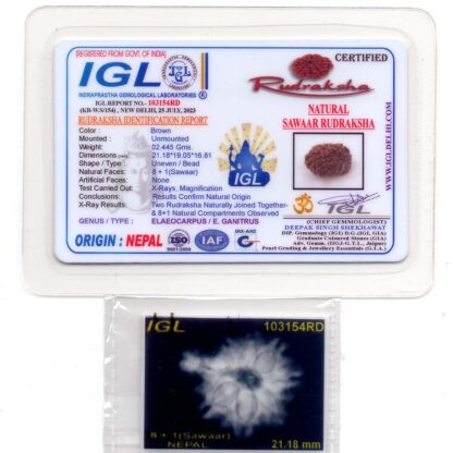 1-Mukhi-Sawar-Rudraksha-Nepal-2-Certificate