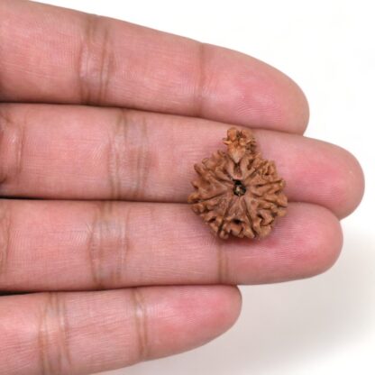 1-Mukhi-Sawar-Rudraksha-Nepal-2-Hand