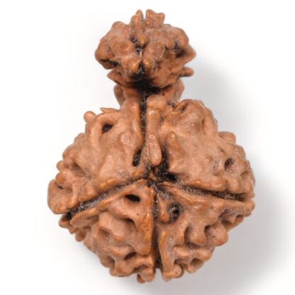 1-Mukhi-Sawar-Rudraksha-Nepal-20-Back