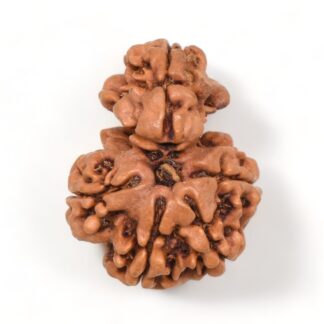 1-Mukhi-Sawar-Rudraksha-Nepal-3