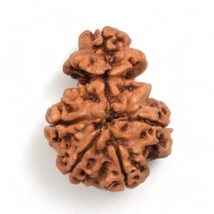 1-Mukhi-Sawar-Rudraksha-Nepal-3-Back