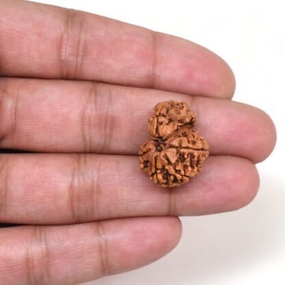 1-Mukhi-Sawar-Rudraksha-Nepal-3-Hand