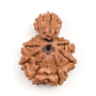 1 Mukhi Rudraksha