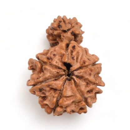 1-Mukhi-Sawar-Rudraksha-Nepal-4-Back