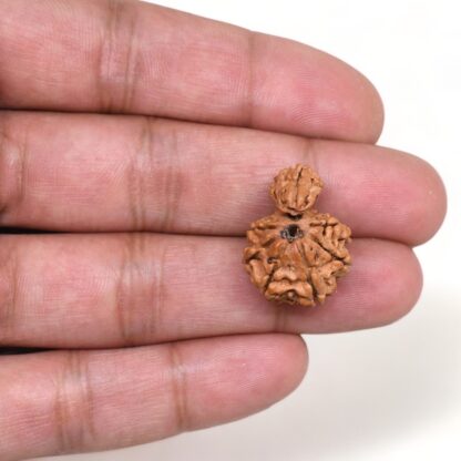 1-Mukhi-Sawar-Rudraksha-Nepal-4-Hand