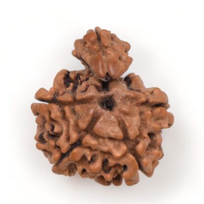 1-Mukhi-Sawar-Rudraksha-Nepal-5