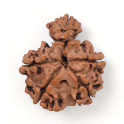 1-Mukhi-Sawar-Rudraksha-Nepal-5-Back