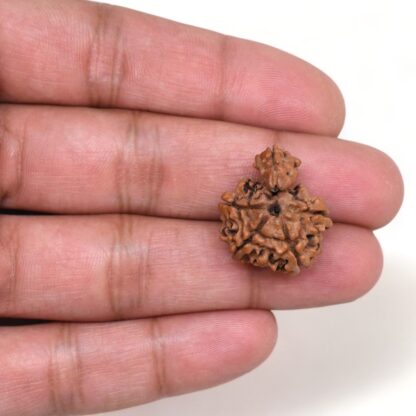 1-Mukhi-Sawar-Rudraksha-Nepal-5-Hand