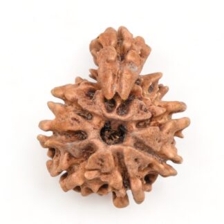 1-Mukhi-Sawar-Rudraksha-Nepal-6