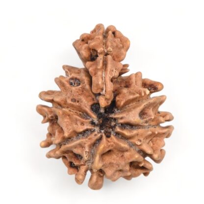 1-Mukhi-Sawar-Rudraksha-Nepal-6-Back